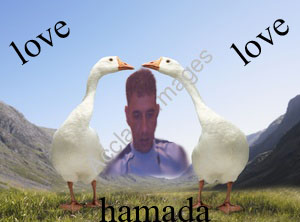 hamada